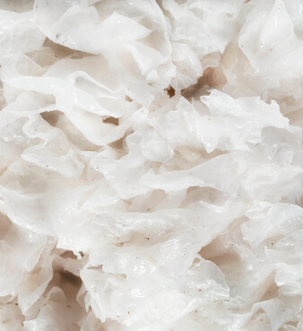 Trumella mushroom