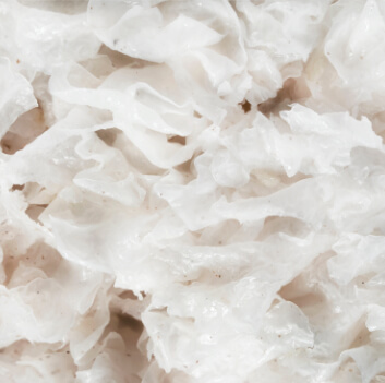 Trumella mushroom